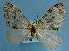  ( - BC ZSM Lep 32579)  @13 [ ] Copyright (2010) Unspecified SNSB, Zoologische Staatssammlung Muenchen