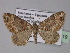  ( - BC ZSM Lep 29219)  @14 [ ] CreativeCommons - Attribution Non-Commercial Share-Alike (2010) Unspecified SNSB, Zoologische Staatssammlung Muenchen