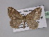  ( - BC ZSM Lep 29220)  @14 [ ] CreativeCommons - Attribution Non-Commercial Share-Alike (2010) Unspecified SNSB, Zoologische Staatssammlung Muenchen