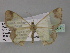  ( - BC ZSM Lep 29267)  @13 [ ] CreativeCommons - Attribution Non-Commercial Share-Alike (2010) Unspecified SNSB, Zoologische Staatssammlung Muenchen