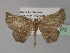  ( - BC ZSM Lep 29273)  @14 [ ] CreativeCommons - Attribution Non-Commercial Share-Alike (2010) Unspecified SNSB, Zoologische Staatssammlung Muenchen