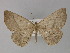  ( - BC ZSM Lep 29283)  @13 [ ] CreativeCommons - Attribution Non-Commercial Share-Alike (2010) Unspecified SNSB, Zoologische Staatssammlung Muenchen