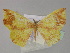  (Ochroplutodes AH01Tz - BC ZSM Lep 29290)  @14 [ ] CreativeCommons - Attribution Non-Commercial Share-Alike (2010) Unspecified SNSB, Zoologische Staatssammlung Muenchen