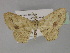 ( - BC ZSM Lep 29300)  @13 [ ] CreativeCommons - Attribution Non-Commercial Share-Alike (2010) Unspecified SNSB, Zoologische Staatssammlung Muenchen
