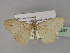  ( - BC ZSM Lep 29307)  @13 [ ] CreativeCommons - Attribution Non-Commercial Share-Alike (2010) Unspecified SNSB, Zoologische Staatssammlung Muenchen
