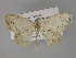  ( - BC ZSM Lep 29311)  @13 [ ] CreativeCommons - Attribution Non-Commercial Share-Alike (2010) Unspecified SNSB, Zoologische Staatssammlung Muenchen