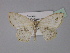  ( - BC ZSM Lep 29312)  @13 [ ] CreativeCommons - Attribution Non-Commercial Share-Alike (2010) Unspecified SNSB, Zoologische Staatssammlung Muenchen