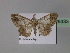  ( - BC ZSM Lep 29333)  @13 [ ] CreativeCommons - Attribution Non-Commercial Share-Alike (2010) Unspecified SNSB, Zoologische Staatssammlung Muenchen