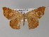  (Ochroplutodes bifurcata - BC ZSM Lep 29338)  @14 [ ] CreativeCommons - Attribution Non-Commercial Share-Alike (2010) Unspecified SNSB, Zoologische Staatssammlung Muenchen