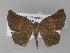  ( - BC ZSM Lep 29340)  @13 [ ] CreativeCommons - Attribution Non-Commercial Share-Alike (2010) Unspecified SNSB, Zoologische Staatssammlung Muenchen