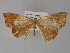  (Ochroplutodes haturata - BC ZSM Lep 29343)  @13 [ ] CreativeCommons - Attribution Non-Commercial Share-Alike (2010) Unspecified SNSB, Zoologische Staatssammlung Muenchen