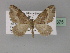 ( - BC ZSM Lep 29375)  @13 [ ] CreativeCommons - Attribution Non-Commercial Share-Alike (2010) Unspecified SNSB, Zoologische Staatssammlung Muenchen