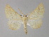  ( - BC ZSM Lep 29403)  @11 [ ] CreativeCommons - Attribution Non-Commercial Share-Alike (2010) Unspecified SNSB, Zoologische Staatssammlung Muenchen