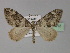  (Thera consimilisAH01Pk - BC ZSM Lep 29413)  @14 [ ] CreativeCommons - Attribution Non-Commercial Share-Alike (2010) Unspecified SNSB, Zoologische Staatssammlung Muenchen