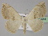 (Somatina rosaceaAH01Pk - BC ZSM Lep 29444)  @14 [ ] CreativeCommons - Attribution Non-Commercial Share-Alike (2010) Unspecified SNSB, Zoologische Staatssammlung Muenchen