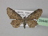  (Epiplema AH01Pk - BC ZSM Lep 29446)  @13 [ ] CreativeCommons - Attribution Non-Commercial Share-Alike (2010) Unspecified SNSB, Zoologische Staatssammlung Muenchen
