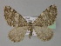  (Epirrhoe AH01Pk - BC ZSM Lep 29465)  @13 [ ] CreativeCommons - Attribution Non-Commercial Share-Alike (2010) Unspecified SNSB, Zoologische Staatssammlung Muenchen