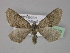  ( - BC ZSM Lep 29529)  @15 [ ] CreativeCommons - Attribution Non-Commercial Share-Alike (2010) Unspecified SNSB, Zoologische Staatssammlung Muenchen