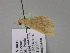  ( - BC ZSM Lep 29610)  @12 [ ] CreativeCommons - Attribution Non-Commercial Share-Alike (2010) Unspecified SNSB, Zoologische Staatssammlung Muenchen