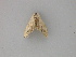  (Scopula submutata nivellaria - BC ZSM Lep 29641)  @12 [ ] CreativeCommons - Attribution Non-Commercial Share-Alike (2010) Unspecified SNSB, Zoologische Staatssammlung Muenchen