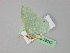  ( - BC ZSM Lep 29649)  @12 [ ] CreativeCommons - Attribution Non-Commercial Share-Alike (2010) Unspecified SNSB, Zoologische Staatssammlung Muenchen