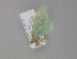  ( - BC ZSM Lep 29650)  @11 [ ] CreativeCommons - Attribution Non-Commercial Share-Alike (2010) Unspecified SNSB, Zoologische Staatssammlung Muenchen
