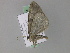  ( - BC ZSM Lep 29654)  @12 [ ] CreativeCommons - Attribution Non-Commercial Share-Alike (2010) Unspecified SNSB, Zoologische Staatssammlung Muenchen