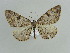  ( - BC ZSM Lep 29654)  @14 [ ] CreativeCommons - Attribution Non-Commercial Share-Alike (2010) Axel Hausmann/Bavarian State Collection of Zoology (ZSM) SNSB, Zoologische Staatssammlung Muenchen
