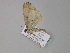  ( - BC ZSM Lep 29688)  @13 [ ] CreativeCommons - Attribution Non-Commercial Share-Alike (2010) Unspecified SNSB, Zoologische Staatssammlung Muenchen