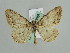  ( - BC ZSM Lep 29688)  @14 [ ] CreativeCommons - Attribution Non-Commercial Share-Alike (2010) Axel Hausmann/Bavarian State Collection of Zoology (ZSM) SNSB, Zoologische Staatssammlung Muenchen