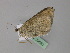  ( - BC ZSM Lep 29691)  @13 [ ] CreativeCommons - Attribution Non-Commercial Share-Alike (2010) Unspecified SNSB, Zoologische Staatssammlung Muenchen