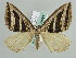  ( - BC ZSM Lep 29691)  @14 [ ] CreativeCommons - Attribution Non-Commercial Share-Alike (2010) Axel Hausmann/Bavarian State Collection of Zoology (ZSM) SNSB, Zoologische Staatssammlung Muenchen