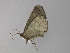  ( - BC ZSM Lep 29697)  @13 [ ] CreativeCommons - Attribution Non-Commercial Share-Alike (2010) Unspecified SNSB, Zoologische Staatssammlung Muenchen