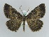  (Alcis AH04Ch - BC ZSM Lep 29697)  @15 [ ] CreativeCommons - Attribution Non-Commercial Share-Alike (2010) Axel Hausmann/Bavarian State Collection of Zoology (ZSM) SNSB, Zoologische Staatssammlung Muenchen