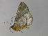  ( - BC ZSM Lep 29720)  @13 [ ] CreativeCommons - Attribution Non-Commercial Share-Alike (2010) Unspecified SNSB, Zoologische Staatssammlung Muenchen