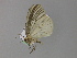  ( - BC ZSM Lep 29734)  @13 [ ] CreativeCommons - Attribution Non-Commercial Share-Alike (2010) Unspecified SNSB, Zoologische Staatssammlung Muenchen
