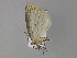  ( - BC ZSM Lep 29735)  @11 [ ] CreativeCommons - Attribution Non-Commercial Share-Alike (2010) Unspecified SNSB, Zoologische Staatssammlung Muenchen