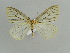  ( - BC ZSM Lep 29735)  @11 [ ] CreativeCommons - Attribution Non-Commercial Share-Alike (2010) Axel Hausmann/Bavarian State Collection of Zoology (ZSM) SNSB, Zoologische Staatssammlung Muenchen