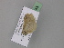  ( - BC ZSM Lep 29743)  @12 [ ] CreativeCommons - Attribution Non-Commercial Share-Alike (2010) Unspecified SNSB, Zoologische Staatssammlung Muenchen