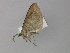  ( - BC ZSM Lep 29744)  @13 [ ] CreativeCommons - Attribution Non-Commercial Share-Alike (2010) Unspecified SNSB, Zoologische Staatssammlung Muenchen