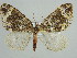  (Epirrhoe AH03Ch - BC ZSM Lep 29755)  @14 [ ] CreativeCommons - Attribution Non-Commercial Share-Alike (2010) Axel Hausmann/Bavarian State Collection of Zoology (ZSM) SNSB, Zoologische Staatssammlung Muenchen
