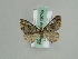  (Perizoma AH02Ch - BC ZSM Lep 29759)  @13 [ ] CreativeCommons - Attribution Non-Commercial Share-Alike (2010) Axel Hausmann/Bavarian State Collection of Zoology (ZSM) SNSB, Zoologische Staatssammlung Muenchen