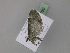  ( - BC ZSM Lep 29760)  @12 [ ] CreativeCommons - Attribution Non-Commercial Share-Alike (2010) Unspecified SNSB, Zoologische Staatssammlung Muenchen