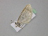  ( - BC ZSM Lep 29764)  @12 [ ] CreativeCommons - Attribution Non-Commercial Share-Alike (2010) Unspecified SNSB, Zoologische Staatssammlung Muenchen