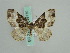  (Epirrhoe AH05Ch - BC ZSM Lep 29770)  @14 [ ] CreativeCommons - Attribution Non-Commercial Share-Alike (2010) Axel Hausmann/Bavarian State Collection of Zoology (ZSM) SNSB, Zoologische Staatssammlung Muenchen