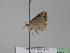  ( - BC ZSM Lep 29782)  @12 [ ] CreativeCommons - Attribution Non-Commercial Share-Alike (2010) Unspecified SNSB, Zoologische Staatssammlung Muenchen