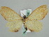  (Plagodis AH01Ch - BC ZSM Lep 29786)  @13 [ ] CreativeCommons - Attribution Non-Commercial Share-Alike (2010) Axel Hausmann/Bavarian State Collection of Zoology (ZSM) SNSB, Zoologische Staatssammlung Muenchen