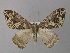  ( - BC ZSM Lep 31229)  @14 [ ] CreativeCommons - Attribution Non-Commercial Share-Alike (2010) Unspecified SNSB, Zoologische Staatssammlung Muenchen
