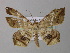  ( - BC ZSM Lep 31256)  @14 [ ] CreativeCommons - Attribution Non-Commercial Share-Alike (2010) Unspecified SNSB, Zoologische Staatssammlung Muenchen