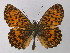  ( - BC ZSM Lep 32168)  @15 [ ] CreativeCommons - Attribution Non-Commercial Share-Alike (2010) Unspecified SNSB, Zoologische Staatssammlung Muenchen